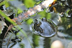 Lithobates grylio