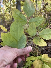 Hylodesmum