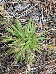 Dichanthelium strigosum