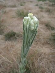 Pseudognaphalium stramineum
