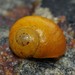 Flat Periwinkle - Photo (c) Jason M Crockwell, some rights reserved (CC BY-NC-ND), uploaded by Jason M Crockwell