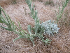Pseudognaphalium stramineum