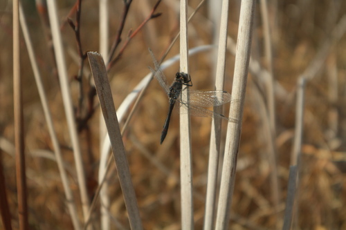 Crni strijelac (Sympetrum danae)