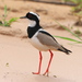 Pied Plover - Photo (c) Paul Tavares, some rights reserved (CC BY-NC), uploaded by Paul Tavares