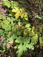 Hylodesmum