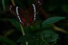 Anartia fatima colima