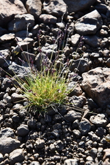Festuca brachyphylla