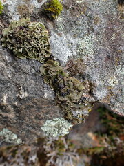 Psora