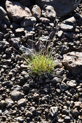 Festuca brachyphylla
