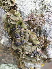 Psora