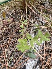 Sericocarpus tortifolius