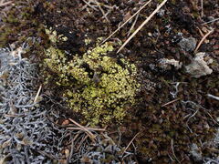 Acarospora schleicheri