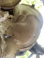 Ischnoderma resinosum