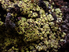 Acarospora schleicheri