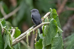 Melaenornis fischeri