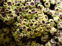 Acarospora schleicheri