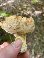 Tylopilus balloui