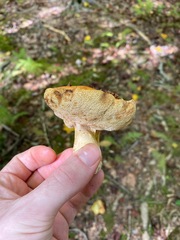Tylopilus balloui