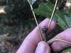 Quercus texana