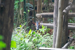 Cephalophorus nigrifrons