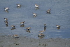 Calidris