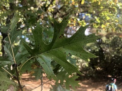 Quercus texana