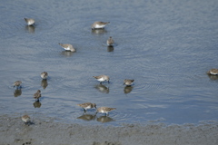 Calidris