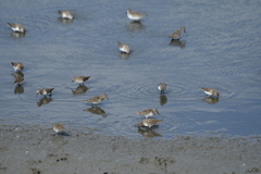 Calidris