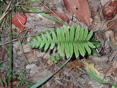 Polypodium glycyrrhiza