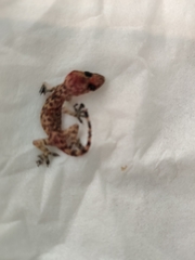 Hemidactylus turcicus