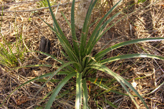 Eryngium horridum