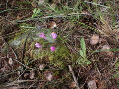 Primula pauciflora