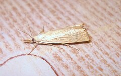 Chrysoteuchia culmella