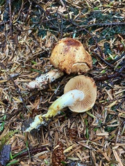 Cortinarius rubiginosus