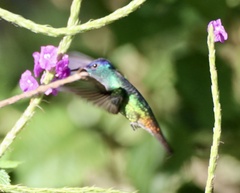 Chrysuronia oenone