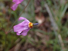 Primula pauciflora