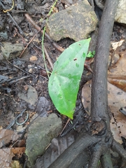 Passiflora megacoriacea image