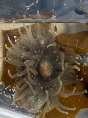 Aulactinia stella