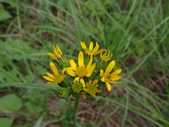 Senecio integerrimus