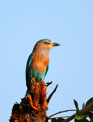 Coracias benghalensis
