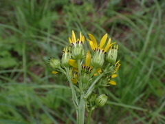 Senecio integerrimus