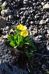 Ranunculus sulphureus