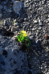 Ranunculus sulphureus