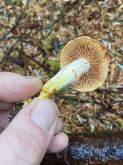 Cortinarius rubiginosus