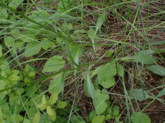 Senecio integerrimus