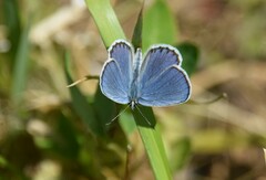 Plebejus argyrognomon
