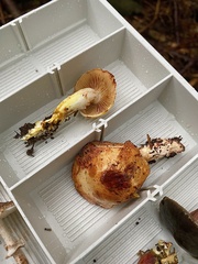 Cortinarius rubiginosus