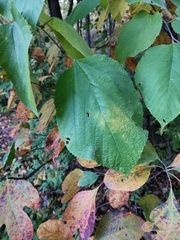 Morus rubra