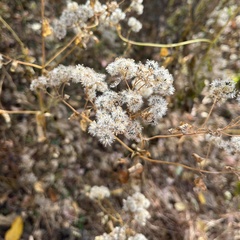 Eupatorium perfoliatum