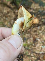 Cortinarius rubiginosus